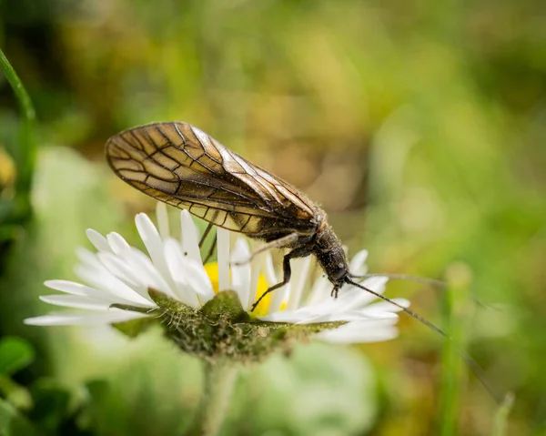 Gros Plan Insecte Sialis Lutaria Debout Sur Belle Camomille Dans — Photo