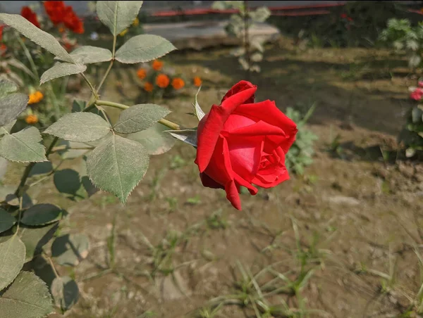 Крупним Планом Знімок Горщика Червоної Троянди — стокове фото