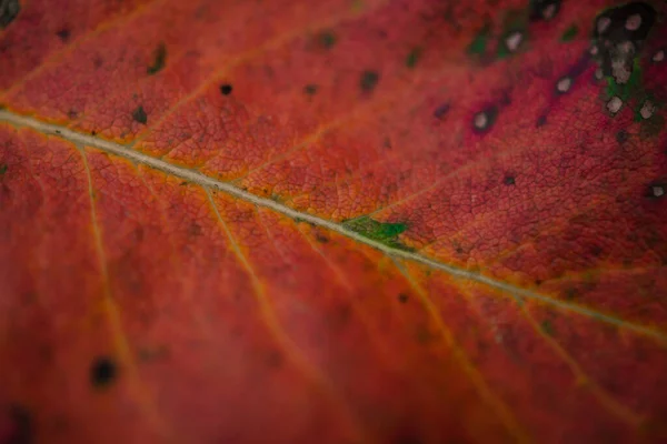 Eine Nahaufnahme Eines Herbstblattes Perfekt Für Den Hintergrund — Stockfoto