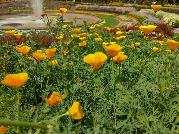 Schöne Gelbe Eschscholzia Blumen Park Mit Dem Fundament Hintergrund — Stockfoto