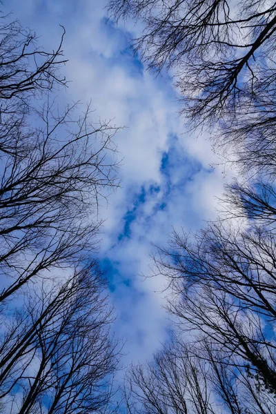 Bulutlu Mavi Gökyüzü Ile Sonbahar Ormanı Ağaçlarının Alçak Açılı Görüntüsü — Stok fotoğraf