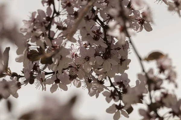 Une Mise Point Sélective Belles Fleurs Cerisier — Photo