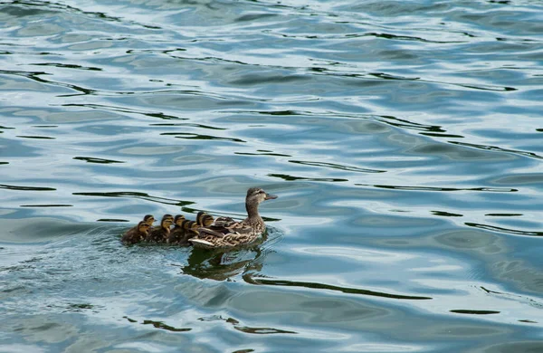 Une Belle Photo Canard Avec Ses Canetons Flottant Sur Eau — Photo