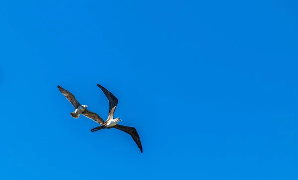 Een Lage Hoek Opname Van Seagull Magnificent Frigatebird Vliegend Lucht — Stockfoto