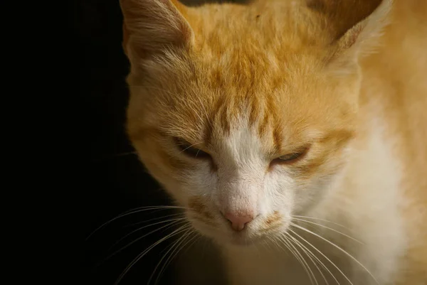 オレンジ色のタビー猫のクローズアップ — ストック写真