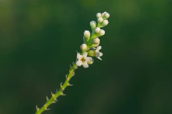 Close Uma Flor Milkwort Seneca Fundo Embaçado — Fotografia de Stock