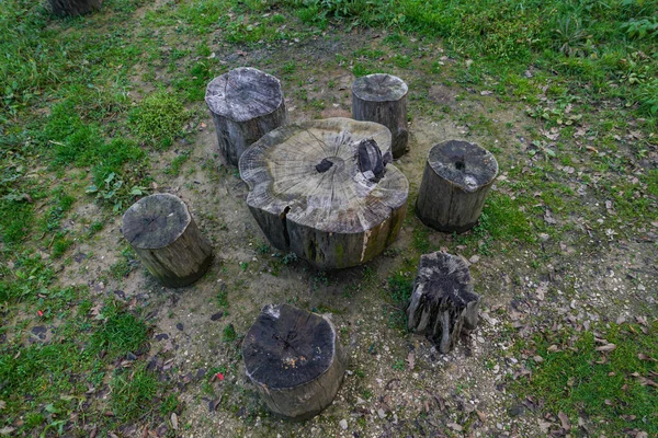 Una Toma Alto Ángulo Tocones Árboles Bosque —  Fotos de Stock