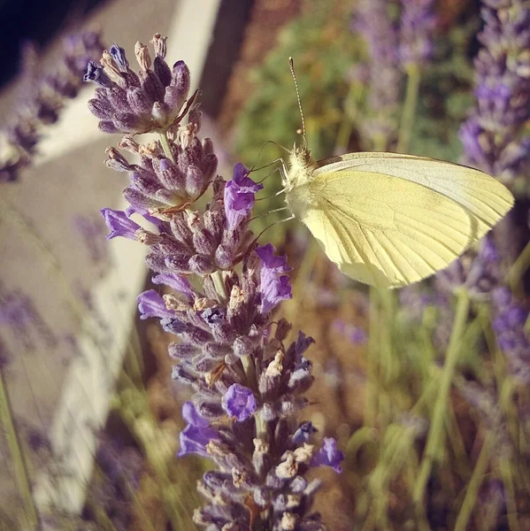 Bir Kelebeğin Lavanta Çiçeğindeki Yakın Çekimi — Stok fotoğraf