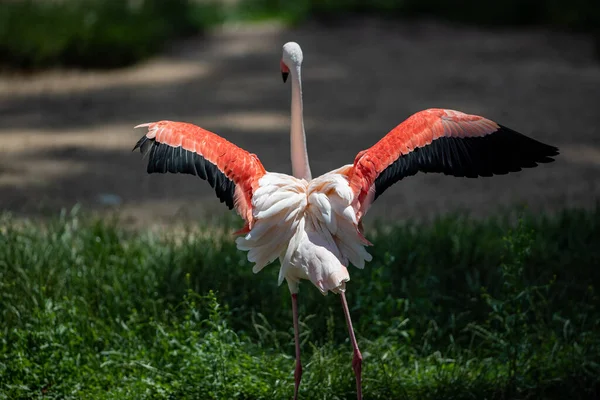 Egy Közeli Felvétel Egy Aranyos Flamingóról — Stock Fotó