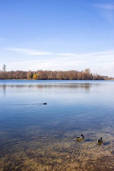 Plan Vertical Oiseaux Nageant Dans Lac Calme — Photo