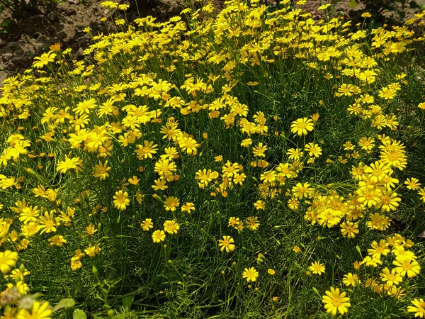 Beautiful Yellow Tickseed Flowers Grown Park — Stock Photo, Image