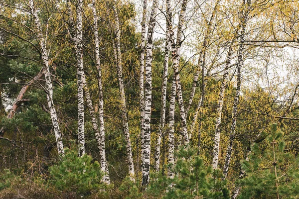 Huş Ağacı Yetiştirirken Yakın Plan Bir Çekim — Stok fotoğraf