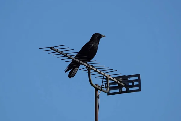 Låg Vinkel Skott Koltrast Antenn Mot Blå Himmel — Stockfoto