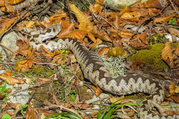 Nahaufnahme Einer Schlange Herbstlaub — Stockfoto