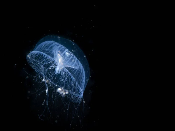 Closeup Shot Glowing Blue Aequorea Victoria Jellyfish Black Water — Stock Photo, Image
