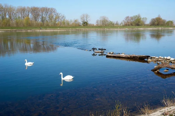 Due Cigni Bianchi Che Nuotano Uno Stagno Blu — Foto Stock