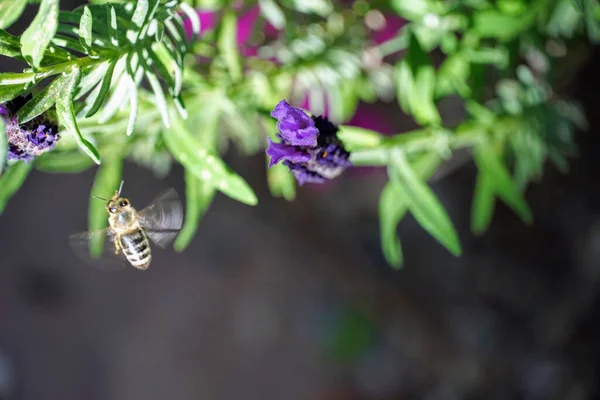 Селективный Фокус Пчеле Летящей Фиалкам — стоковое фото