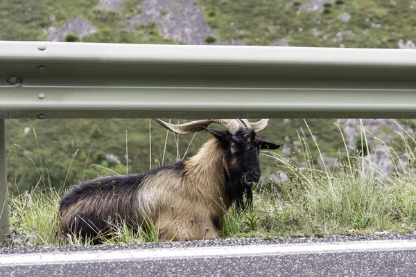 Una Cabra Con Cuernos Descansando Lado Camino —  Fotos de Stock