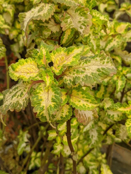 Zbliżenie Ujęcie Zielonych Listowia Coleus Roślina — Zdjęcie stockowe