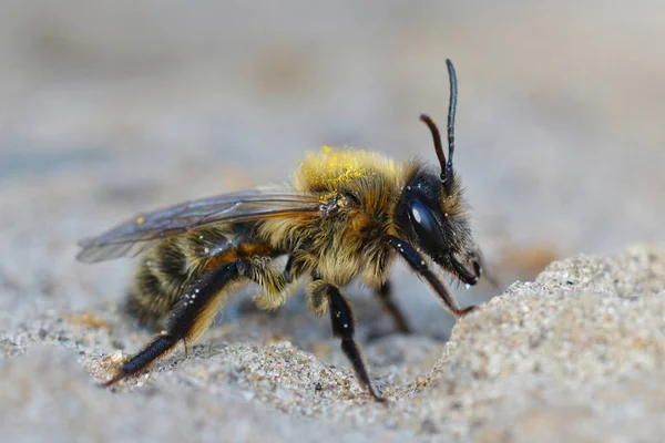 Zbliżenie Samicy Czekolady Lub Głogu Andrena Scotica — Zdjęcie stockowe