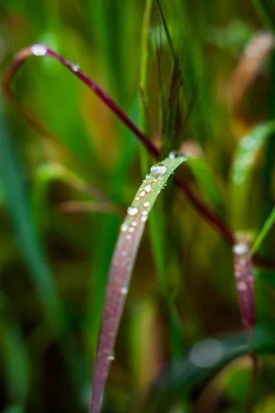 Zielona Fioletowa Roślina Kroplami Wody Słoneczny Deszczowy Dzień — Zdjęcie stockowe