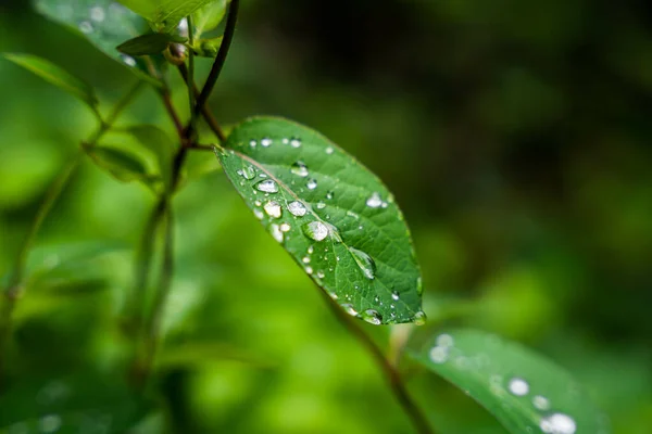 Primer Plano Una Hoja Verde Con Gotas Agua Día Lluvioso — Foto de Stock