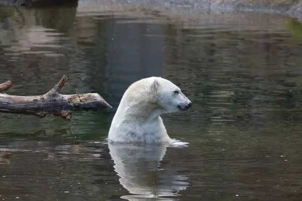 白い熊が水の中で休んでいる — ストック写真