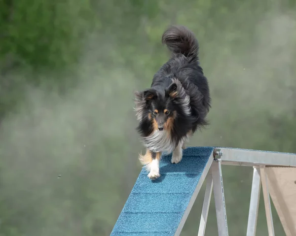 Shetland Çoban Köpeğinin Çeviklik Eğitiminde Hızla Koşarkenki Yakın Çekimi — Stok fotoğraf