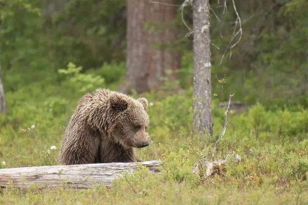 Крупный План Молодого Бурого Медведя Смотрящего Упавший Ствол Дерева — стоковое фото