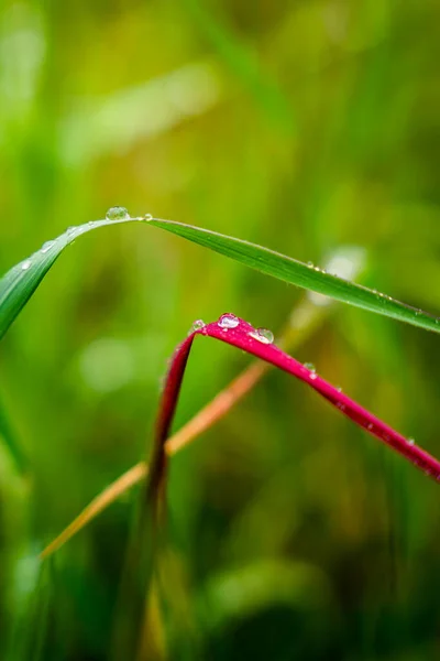 Close Green Purple Plant Water Drops Sunny Rainy Day — Stock Photo, Image