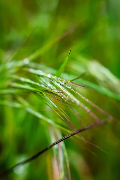 Primer Plano Las Hojas Plantas Verdes Con Gotas Agua Día — Foto de Stock