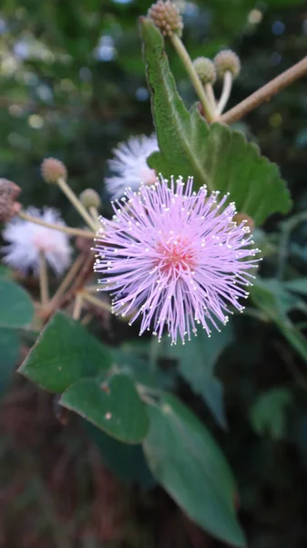 Plano Vertical Una Mimosa Pudica Rosa Con Hojas Verdes Gruesas —  Fotos de Stock