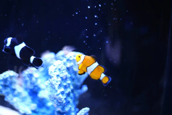 Closeup Shot Clownfish Swimming Aquarium — Stock Photo, Image