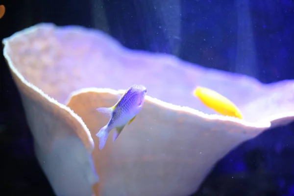 Primo Piano Pesci Colorati Che Nuotano Nell Acquario — Foto Stock