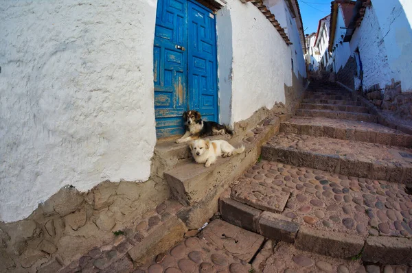 Сходах Між Будинками Чефшоуені Марокко Вистрілив Милих Ісландських Собак — стокове фото