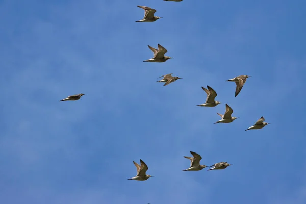 Hejno Ptáků Dlouhými Zobáky Kteří Spolu Létají Pod Bledě Modrým — Stock fotografie