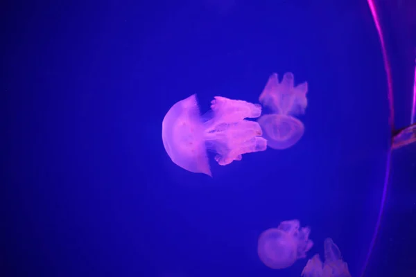 Крупним Планом Рожева Медуза Discomedusa — стокове фото