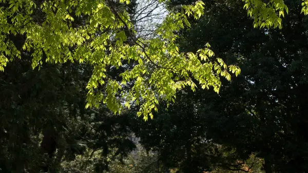 Krásný Záběr Strom Pokrytý Čerstvými Listy Parku — Stock fotografie
