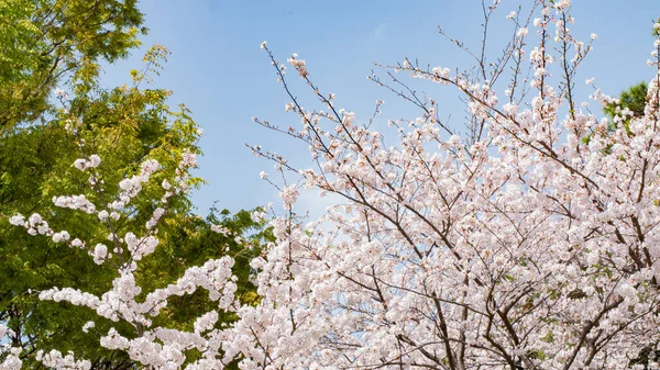 Gyönyörű Tavaszi Fák Finom Virágokkal Friss Levelekkel Borítva — Stock Fotó