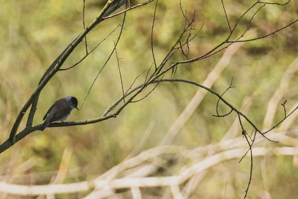 Grå Fågel Sitter Gren Med Vacker Bokeh Bakgrunden — Stockfoto