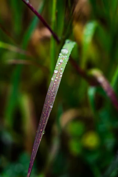 Pianta Verde Viola Con Gocce Acqua Una Giornata Pioggia Soleggiata — Foto Stock
