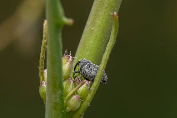 Closeup Shot True Weevil Perched Green Plant — ストック写真