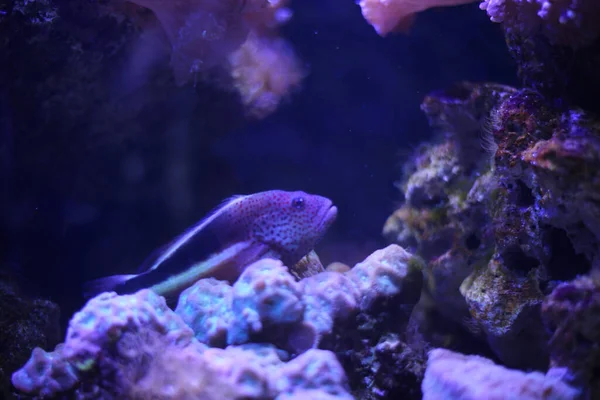 在水族馆珊瑚附近游泳的彩色鱼类的特写镜头 — 图库照片