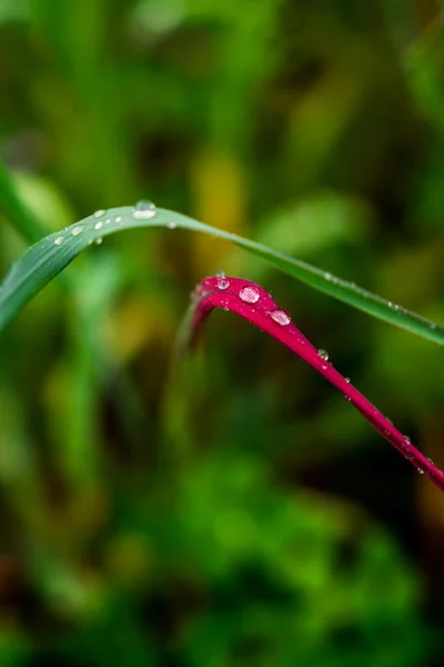 Close Green Purple Plant Water Drops Sunny Rainy Day — Stock Photo, Image