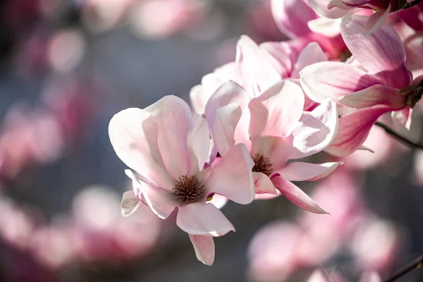 Selective Focus Shot Blooming Cherry Blossom Garden — Stock Photo, Image