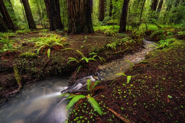 Scenic View Redwood Forest Northern California Usa — Stock Photo, Image