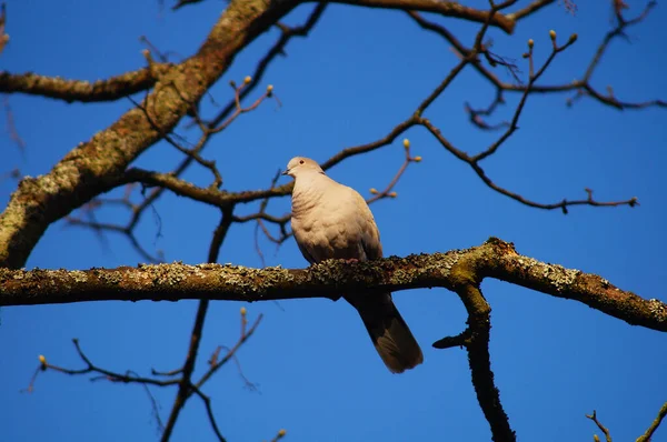 Collared Dove Tree Evening Light Male Courtship — Stock Photo, Image