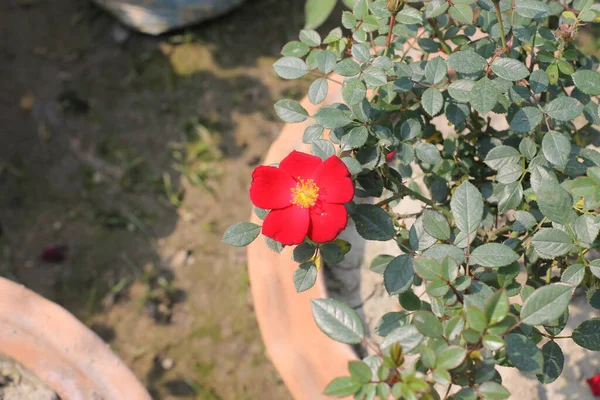 Vacker Ljus Röd Dimma Ros Blomma Växer Lerkruka — Stockfoto