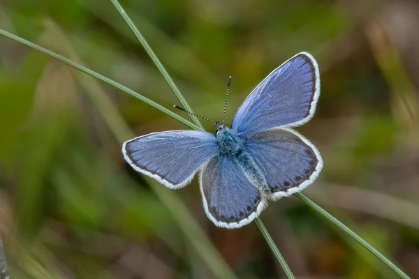 Detailní Záběr Modrého Motýla Stříbrnými Hroty Sedícího Stéble Trávy — Stock fotografie