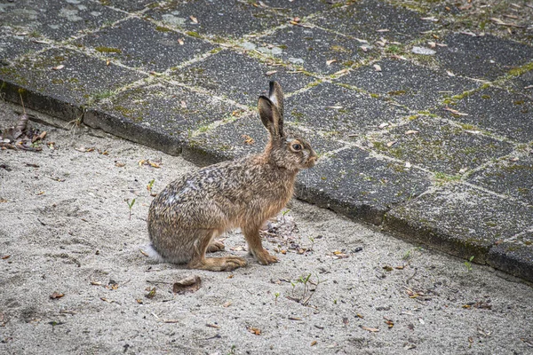 Pequeño Conejo Sentado Ciudad Mirando Alrededor —  Fotos de Stock
